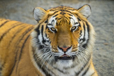 Animals & Pets & Fauna